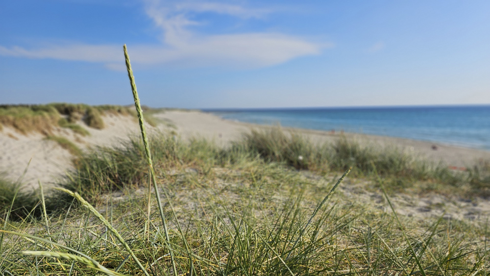 Jærstrand med marehalm i forgrunnen og havet i bakgrunnen